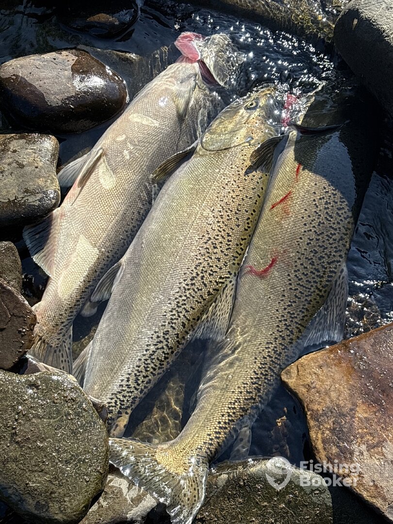 Lake Ontario Report Photo 0