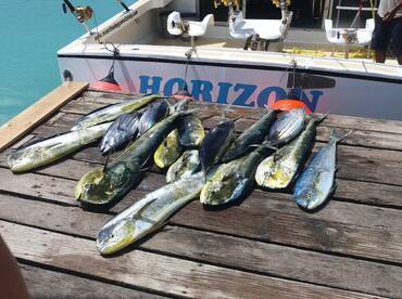 Marlin season already started on Horizon