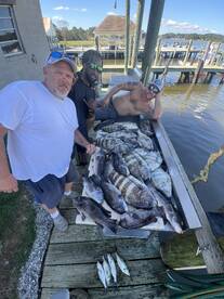 Sheepshead and tautog bite has been on f