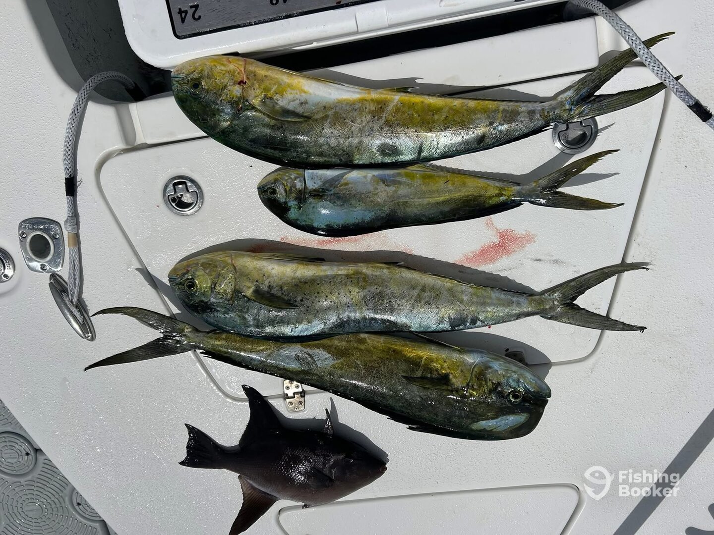 Key Largo Report Photo 0