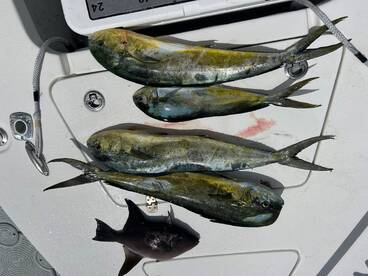 Florida Bay Report Photo 2