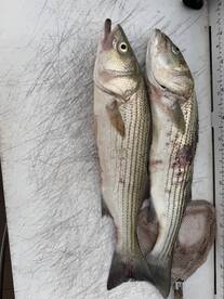 Pasadena Report Photo 2