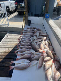 Marco Island Report Photo 2