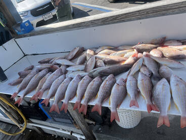 Marco Island Report Photo 1