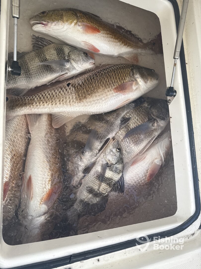 Dauphin Island Report Photo 0