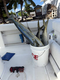 Big Pine Key Report Photo 2
