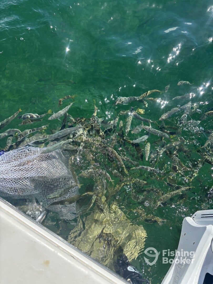 Florida Bay Report Photo 0