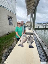 Black Drum have been chewing!