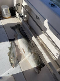 Raritan Bay Report Photo 2