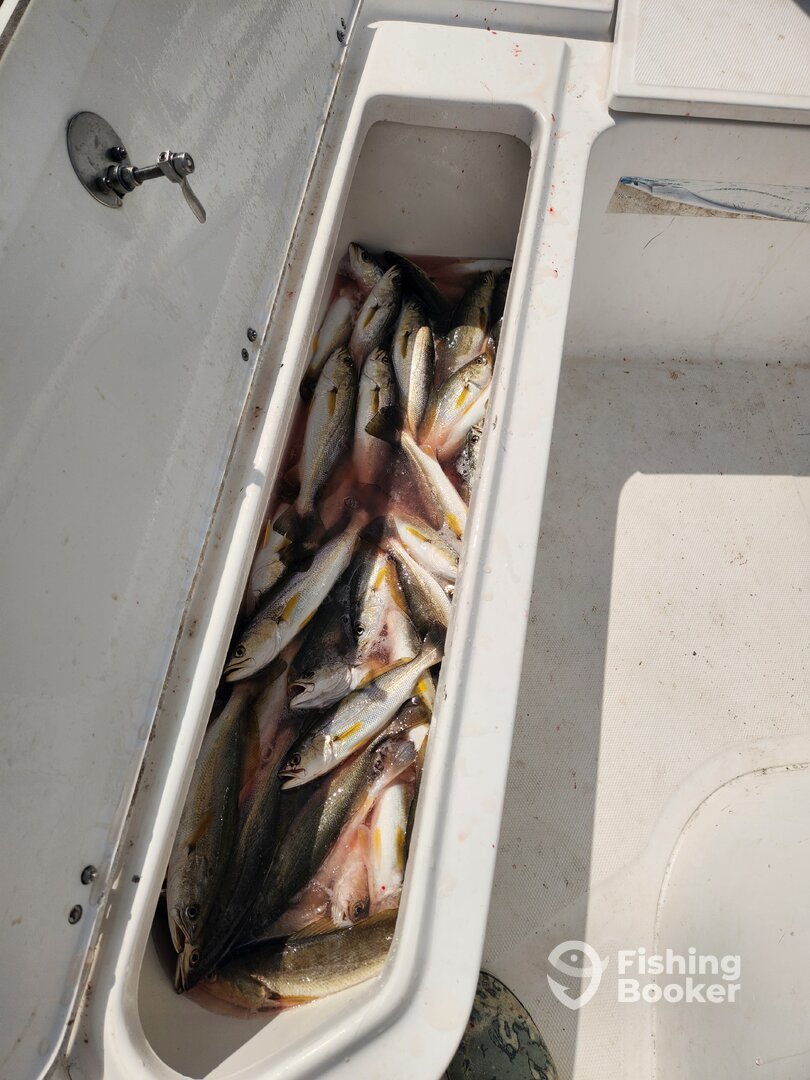 Chandeleur Islands Report Photo 0