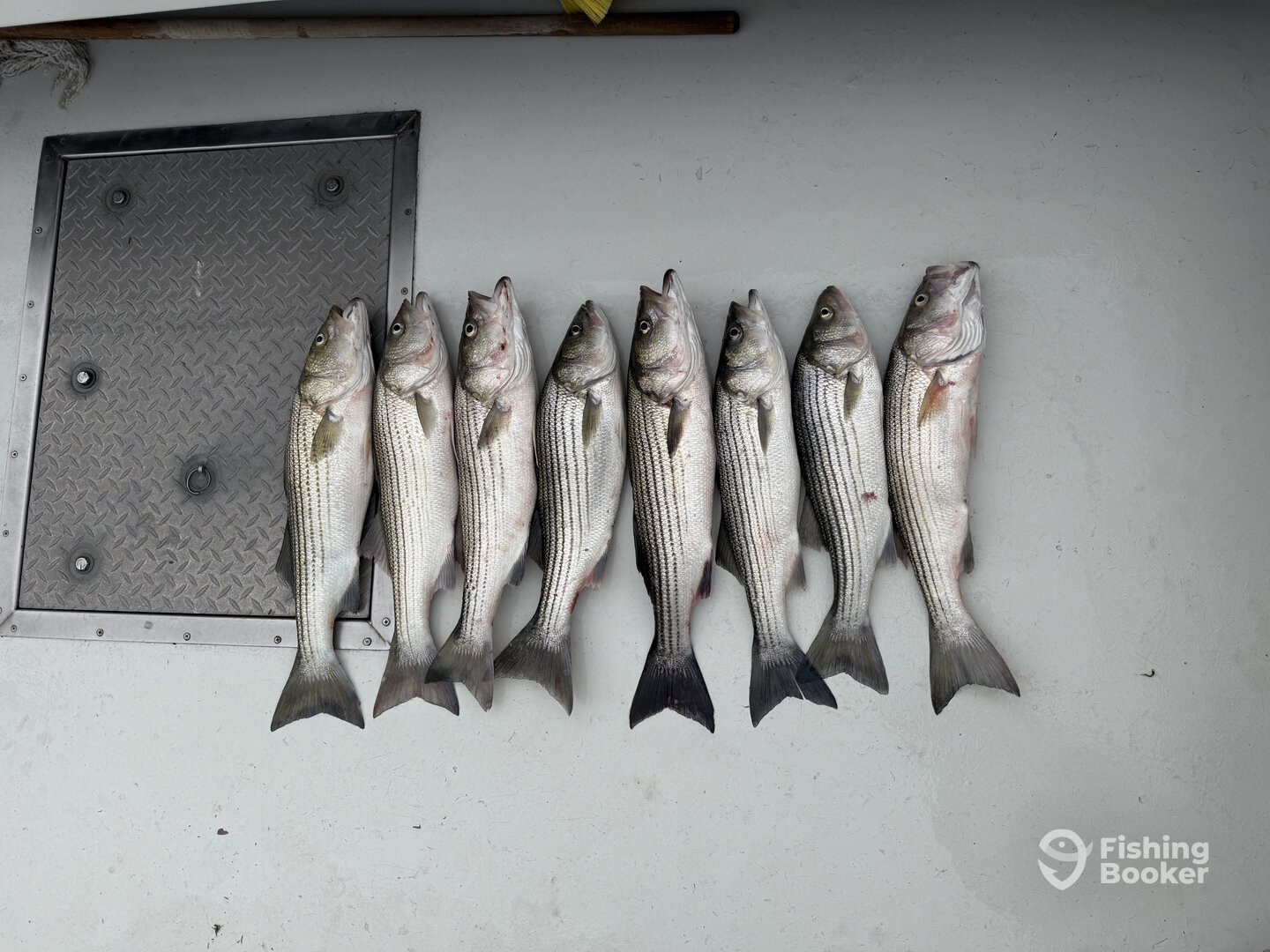 Solomons Report Photo 0