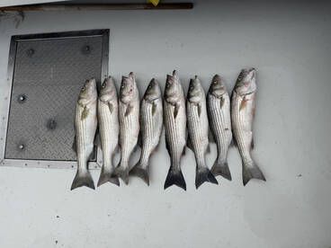 THE ROCKFISH WERE HUNGRY TODAY