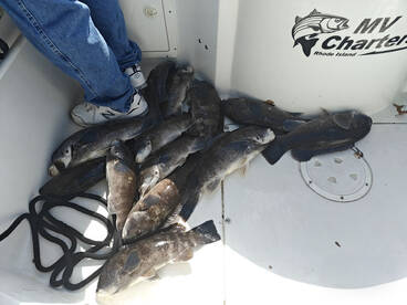 Warwick Report Photo 1