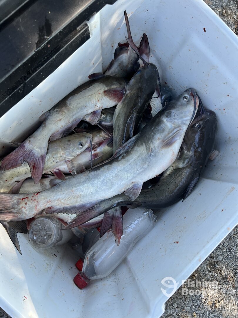 Wylie Report Photo 0