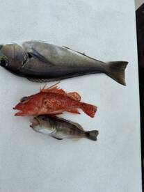 Herradura Report Photo 1