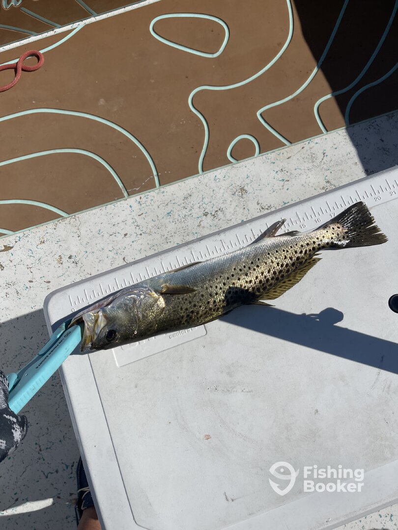 Steinhatchee Report Photo 0