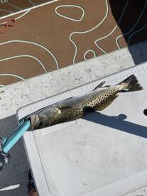 Steinhatchee Report Photo 2