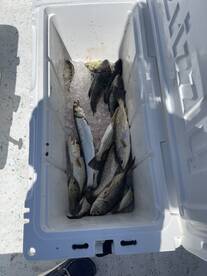 Steinhatchee Report Photo 1