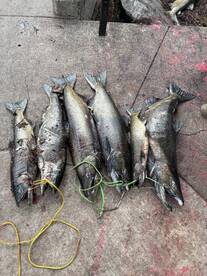 Smashed them! Another great morning 