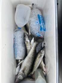 Walleye fishing is picking back up with