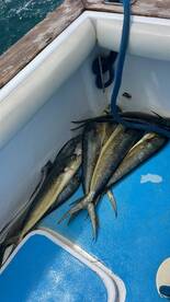 Dominicus Report Photo 2