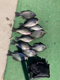 A BIG fish day