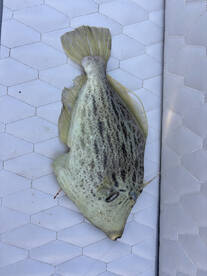 Limassol Report Photo 1