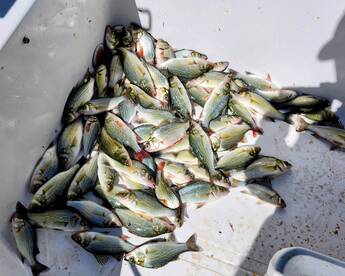 100+ White Perch