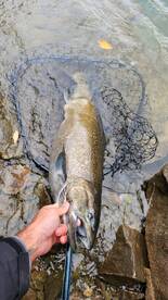 Niagara River Report Photo 1