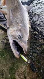 Niagara River Report Photo 2