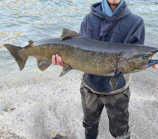 Niagara River Fall Fishing Report: Stron
