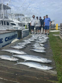 Blackfin Tuna have arrived