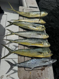 Don’t panic sportfishing