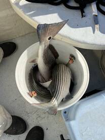 Mixed bucket