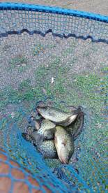 Brainerd lakes area fishing report