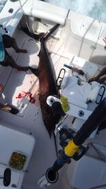 Mahi, Marlin, and Sailfish! 