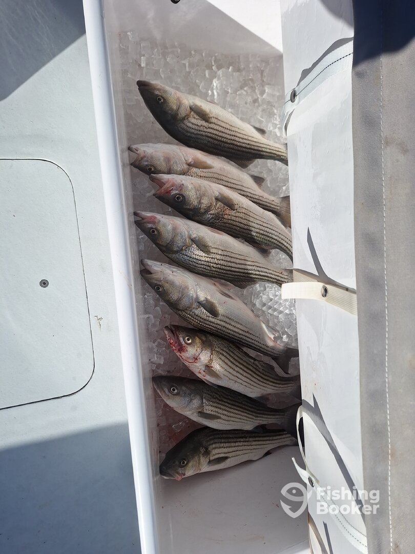 Maryland Report Photo 0
