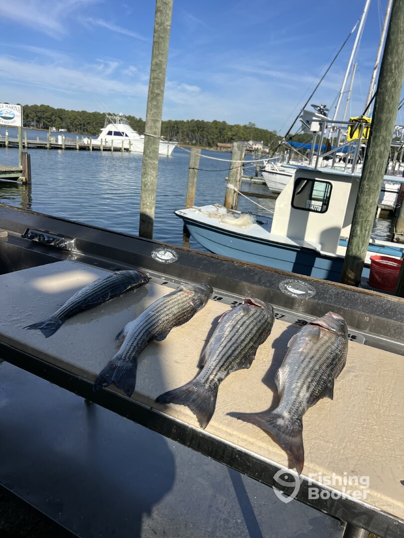Virginia Report Photo 0