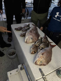 Australia Report Photo 1