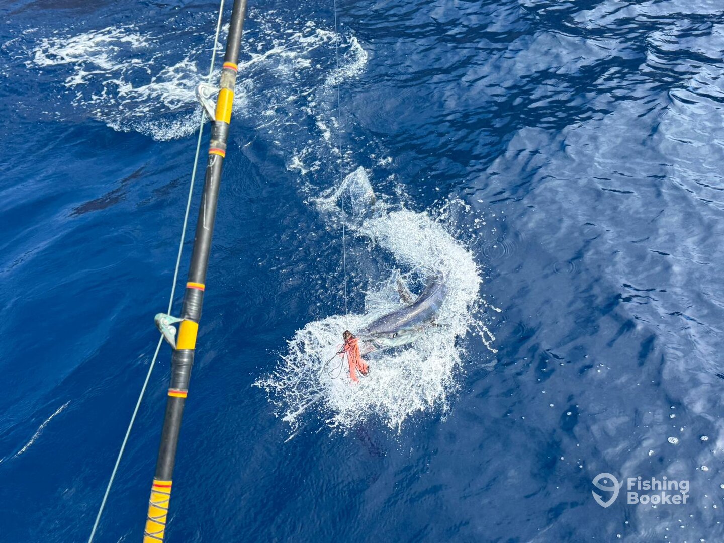 Funchal Report Photo 0