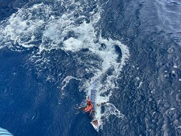 Funchal Report Photo 3