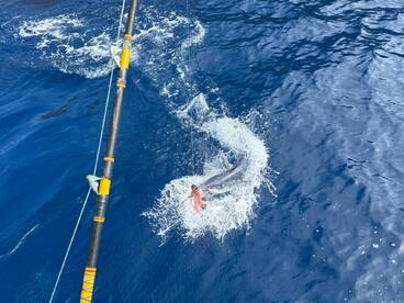 Funchal Report Photo 1