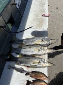 Snook