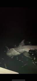 Shark fishing was insane!