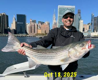 New York City Report Photo 2