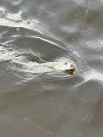 Pamlico and Pungo river its game time!!!