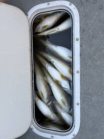 Walleye fishing has been HOT!