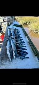 Book your trip today King mackerel showi