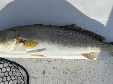 Gulf of Mexico Report Photo 1
