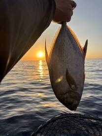 Yellow spot baby sashimi